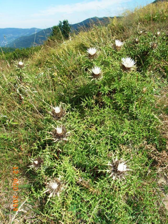 Carlina acaulis subsp. caulescens / Carlina Bianca